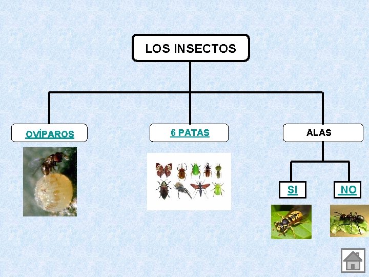 LOS INSECTOS OVÍPAROS 6 PATAS ALAS SI NO 