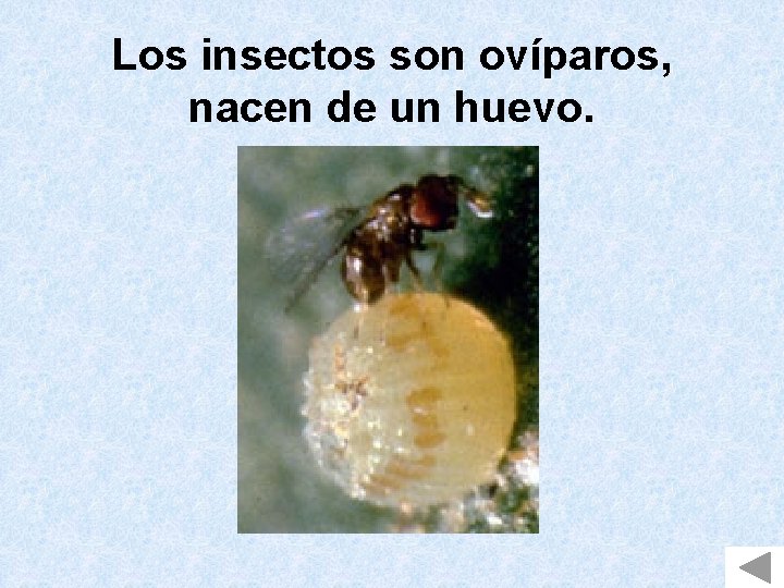 Los insectos son ovíparos, nacen de un huevo. 