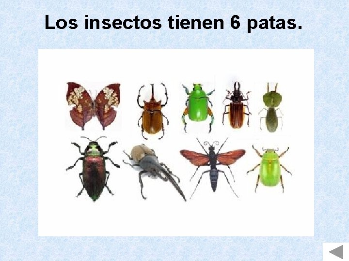 Los insectos tienen 6 patas. 