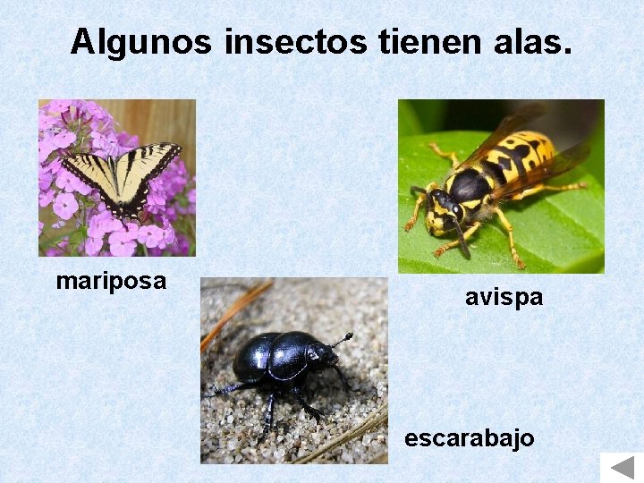 Algunos insectos tienen alas. mariposa avispa escarabajo 