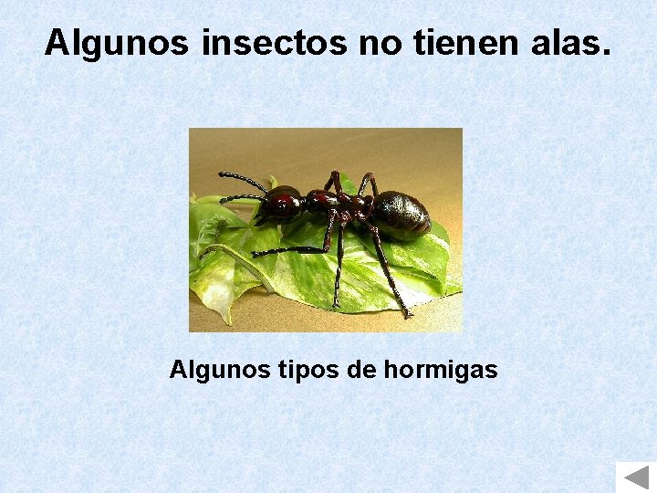 Algunos insectos no tienen alas. Algunos tipos de hormigas 