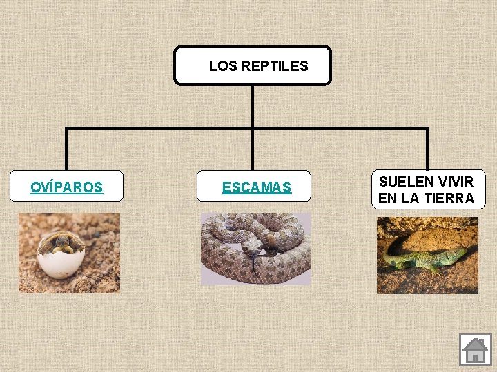LOS REPTILES OVÍPAROS ESCAMAS SUELEN VIVIR EN LA TIERRA 