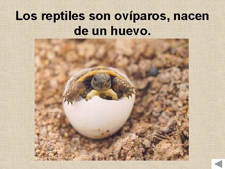 Los reptiles son ovíparos, nacen de un huevo. 