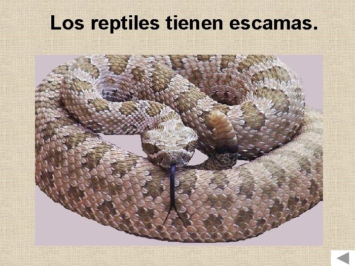 Los reptiles tienen escamas. 