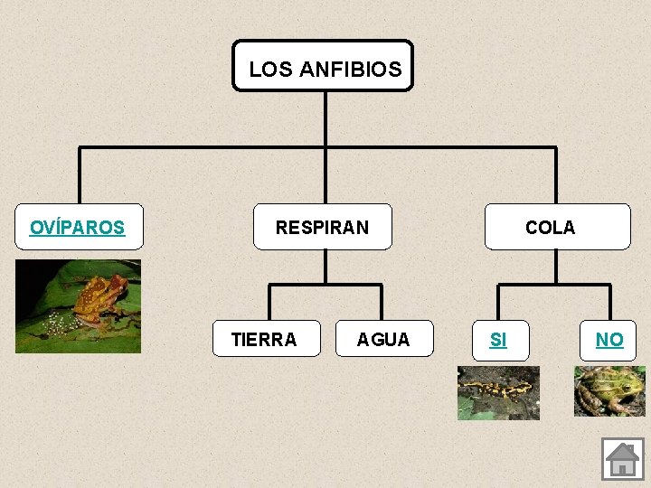 LOS ANFIBIOS OVÍPAROS RESPIRAN TIERRA AGUA COLA SI NO 