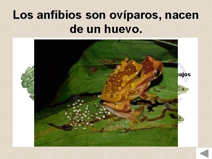 Los anfibios son ovíparos, nacen de un huevo. 