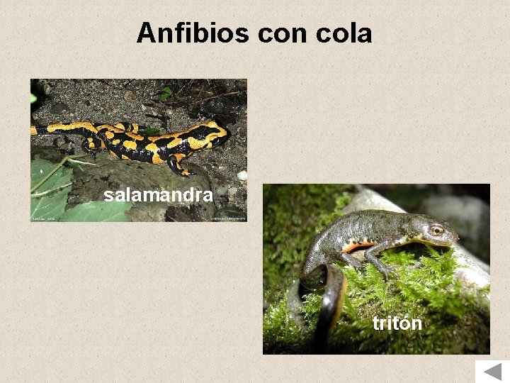 Anfibios con cola salamandra tritón 