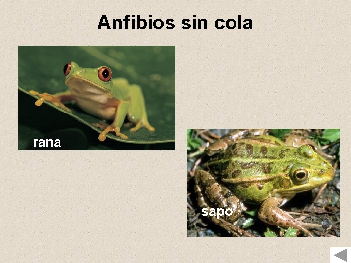 Anfibios sin cola rana sapo 