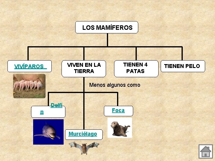LOS MAMÍFEROS VIVEN EN LA TIERRA VIVÍPAROS TIENEN 4 PATAS Menos algunos como Delfí