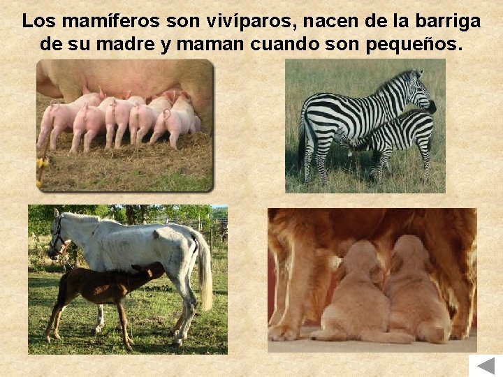 Los mamíferos son vivíparos, nacen de la barriga de su madre y maman cuando