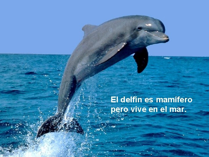 El delfín es mamífero pero vive en el mar. 