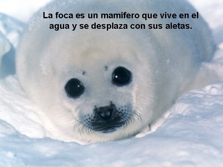 La foca es un mamífero que vive en el agua y se desplaza con