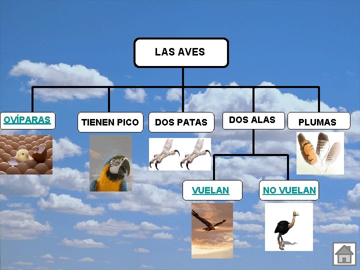 LAS AVES OVÍPARAS TIENEN PICO DOS PATAS DOS ALAS VUELAN PLUMAS NO VUELAN 