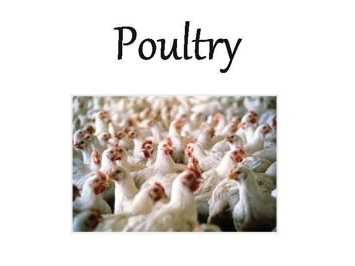 Poultry 