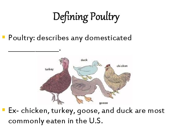 Defining Poultry § Poultry: describes any domesticated ________. § Ex- chicken, turkey, goose, and