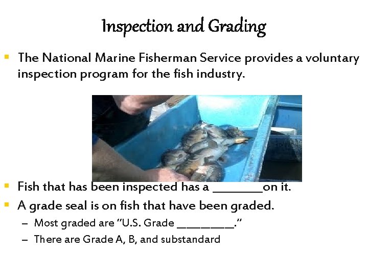Inspection and Grading § The National Marine Fisherman Service provides a voluntary inspection program