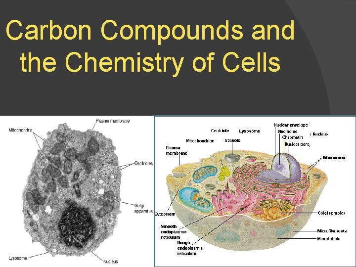 Carbon Compounds and the Chemistry of Cells 