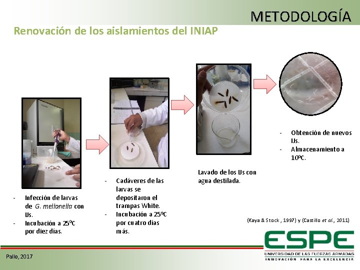 Renovación de los aislamientos del INIAP METODOLOGÍA - - Infección de larvas de G.