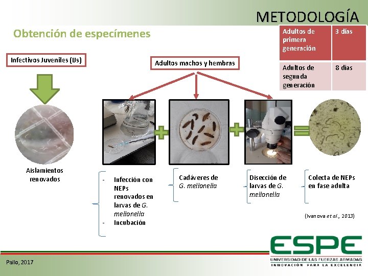 METODOLOGÍA Obtención de especímenes Infectivos Juveniles (IJs) Aislamientos renovados Adultos machos y hembras -