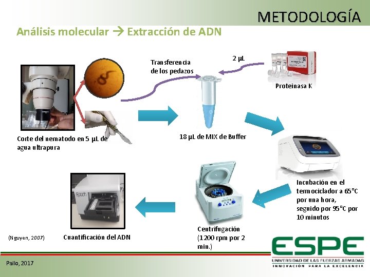 METODOLOGÍA Análisis molecular Extracción de ADN Transferencia de los pedazos 2 µL Proteinasa K