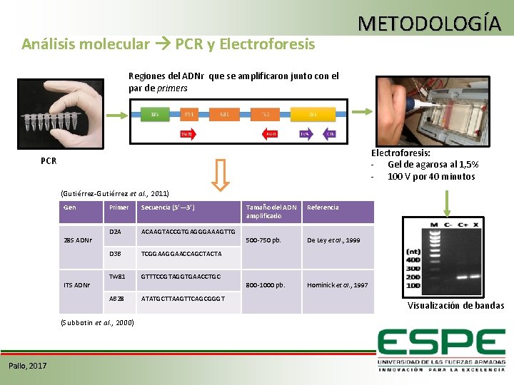 Análisis molecular PCR y Electroforesis METODOLOGÍA Regiones del ADNr que se amplificaron junto con