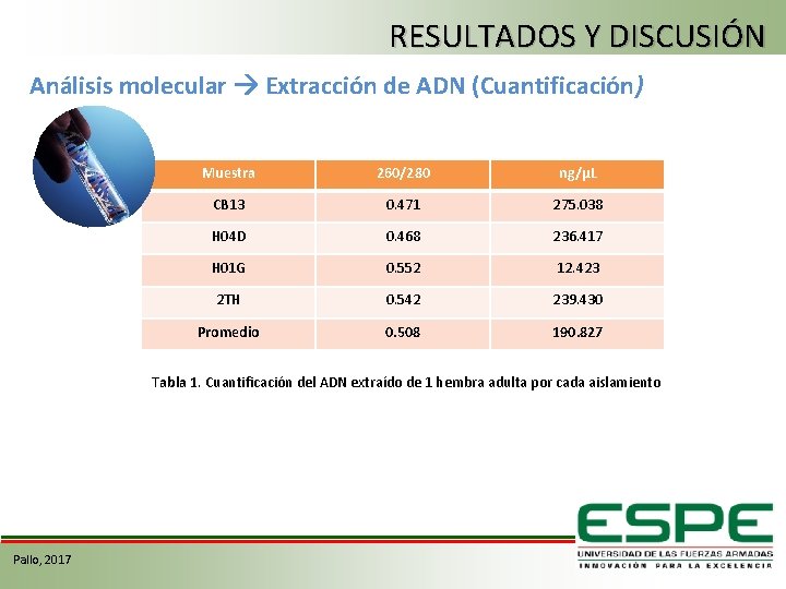 RESULTADOS Y DISCUSIÓN Análisis molecular Extracción de ADN (Cuantificación) Muestra 260/280 ng/µL CB 13