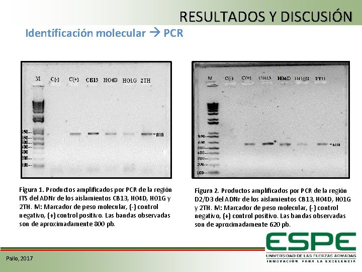 RESULTADOS Y DISCUSIÓN Identificación molecular PCR Figura 1. Productos amplificados por PCR de la