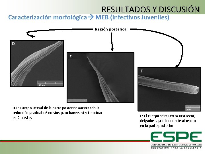 RESULTADOS Y DISCUSIÓN Caracterización morfológica MEB (Infectivos Juveniles) Región posterior E F D-E: Campo