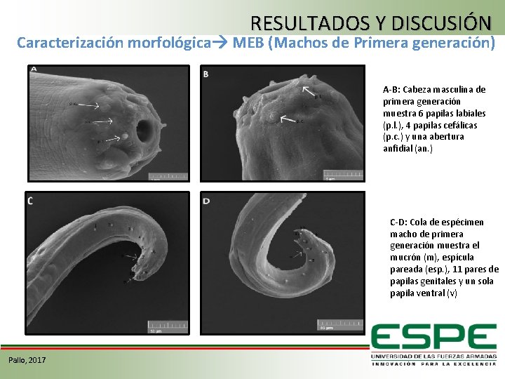 RESULTADOS Y DISCUSIÓN Caracterización morfológica MEB (Machos de Primera generación) A-B: Cabeza masculina de