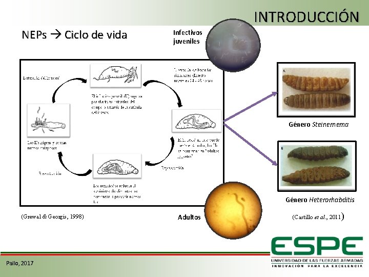 NEPs Ciclo de vida INTRODUCCIÓN Infectivos juveniles Género Steinernema Género Heterorhabditis (Grewal & Georgis,