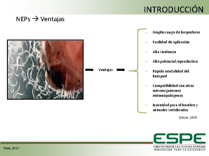 INTRODUCCIÓN NEPs Ventajas - Amplio rango de hospederos - Facilidad de aplicación - Alta