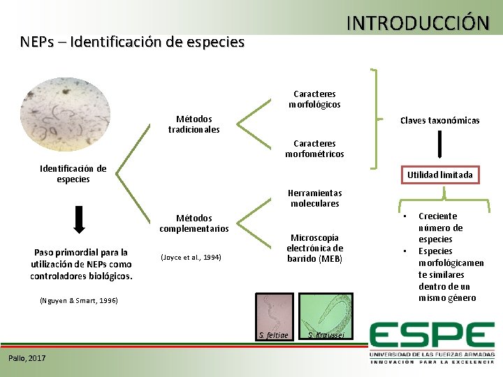 INTRODUCCIÓN NEPs – Identificación de especies Caracteres morfológicos Métodos tradicionales Claves taxonómicas Caracteres morfométricos