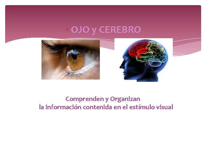 OJO y CEREBRO Comprenden y Organizan la información contenida en el estímulo visual OJO y CEREBRO Comprenden y Organizan la información contenida en el estímulo visual
