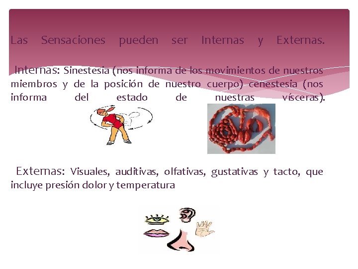 Las Sensaciones pueden ser Internas y Externas. Internas: Sinestesia (nos informa de los movimientos Las Sensaciones pueden ser Internas y Externas. Internas: Sinestesia (nos informa de los movimientos