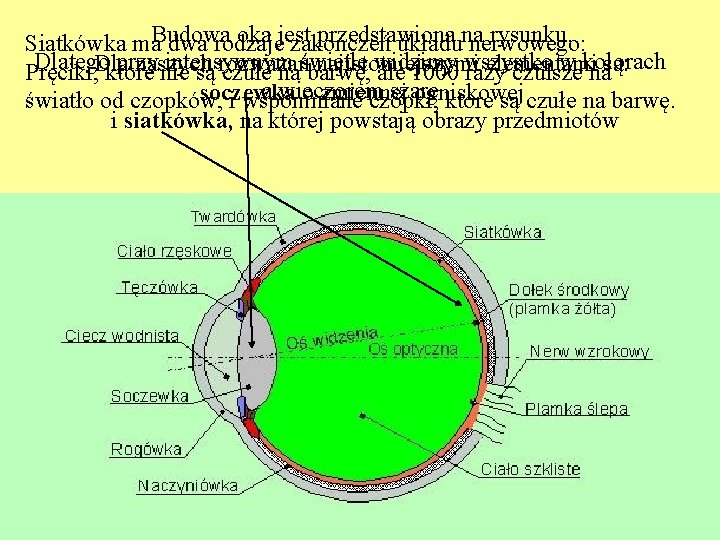 oka jest przedstawiona rysunku. Siatkówka ma. Budowa dwa rodzaje zakończeń układuna nerwowego: Dlatego przy