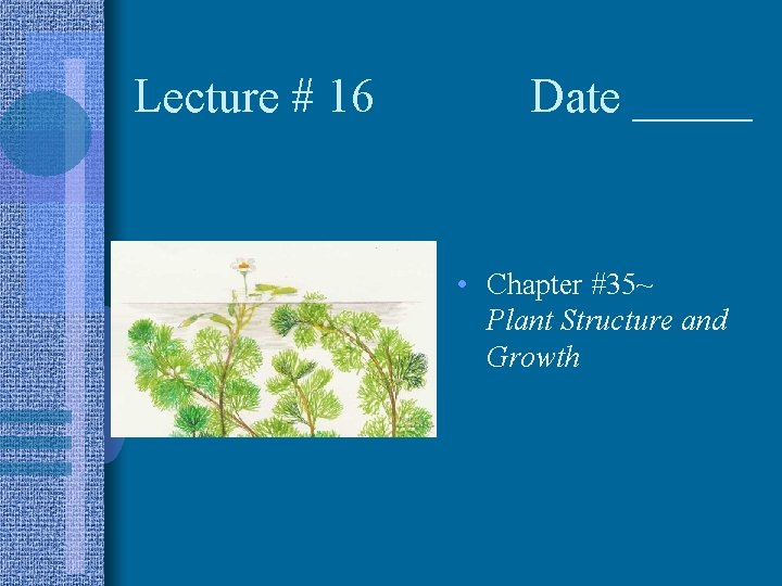 Lecture # 16 Date _____ • Chapter #35~ Plant Structure and Growth 