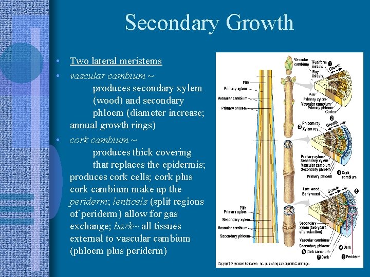 Secondary Growth • Two lateral meristems • vascular cambium ~ produces secondary xylem (wood)