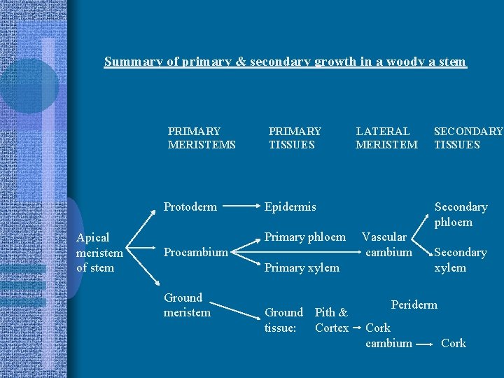 Summary of primary & secondary growth in a woody a stem PRIMARY MERISTEMS Protoderm