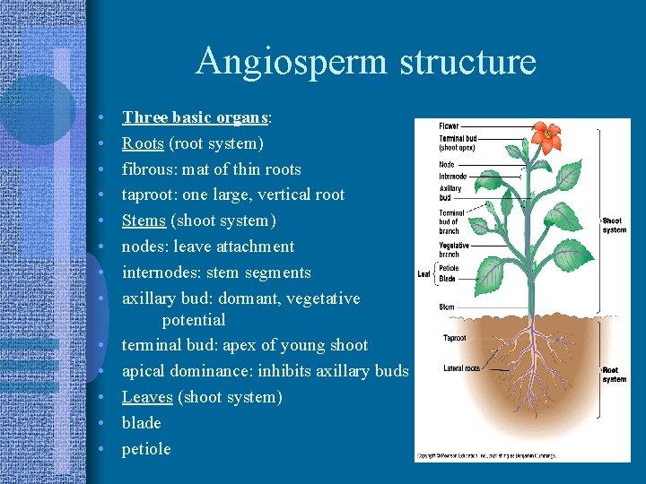 Angiosperm structure • • • • Three basic organs: Roots (root system) fibrous: mat