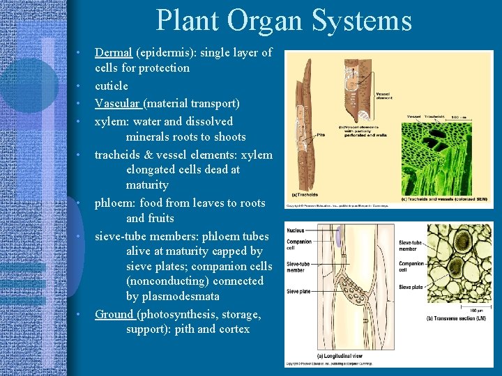 Plant Organ Systems • • Dermal (epidermis): single layer of cells for protection cuticle