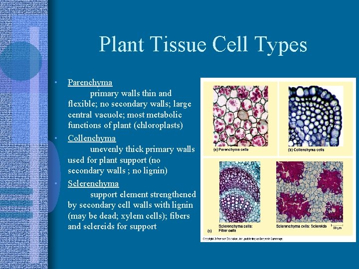 Plant Tissue Cell Types • • • Parenchyma primary walls thin and flexible; no