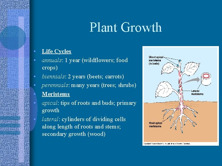 Plant Growth • Life Cycles • annuals: 1 year (wildflowers; food crops) • biennials: