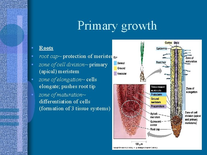 Primary growth • Roots • root cap~ protection of meristem • zone of cell