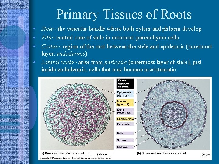 Primary Tissues of Roots • Stele~ the vascular bundle where both xylem and phloem