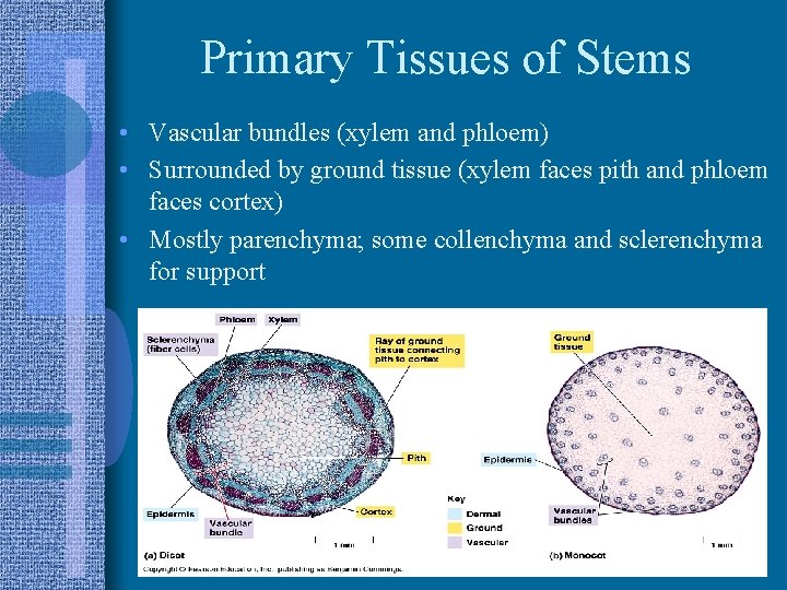 Primary Tissues of Stems • Vascular bundles (xylem and phloem) • Surrounded by ground