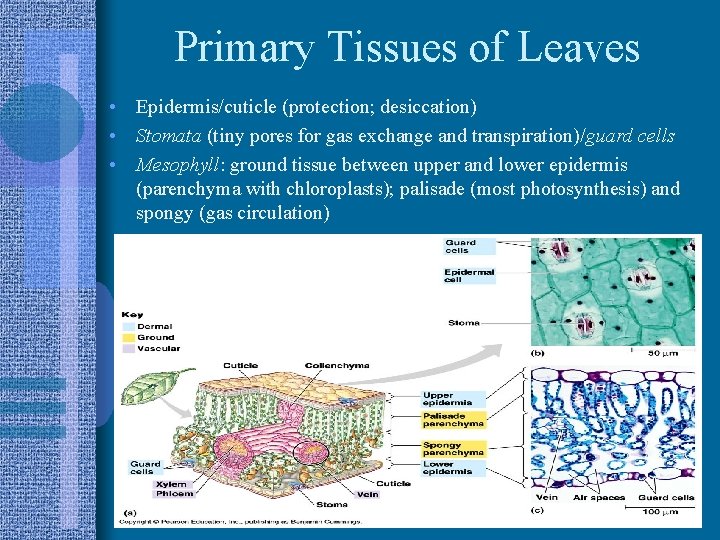 Primary Tissues of Leaves • Epidermis/cuticle (protection; desiccation) • Stomata (tiny pores for gas