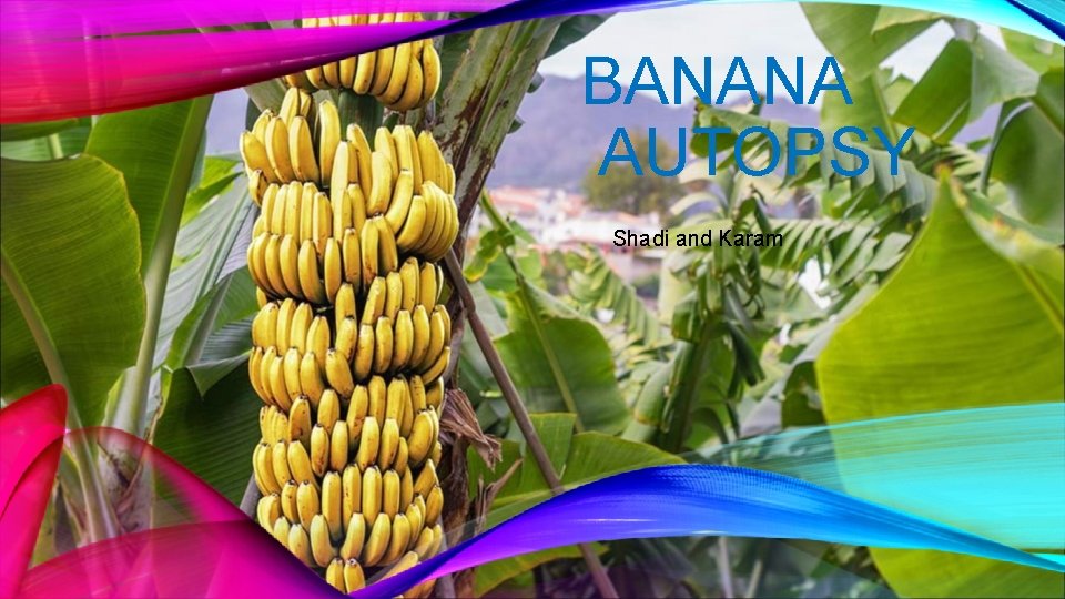 BANANA AUTOPSY Shadi and Karam 