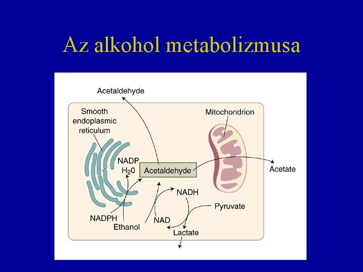 Az alkohol metabolizmusa 