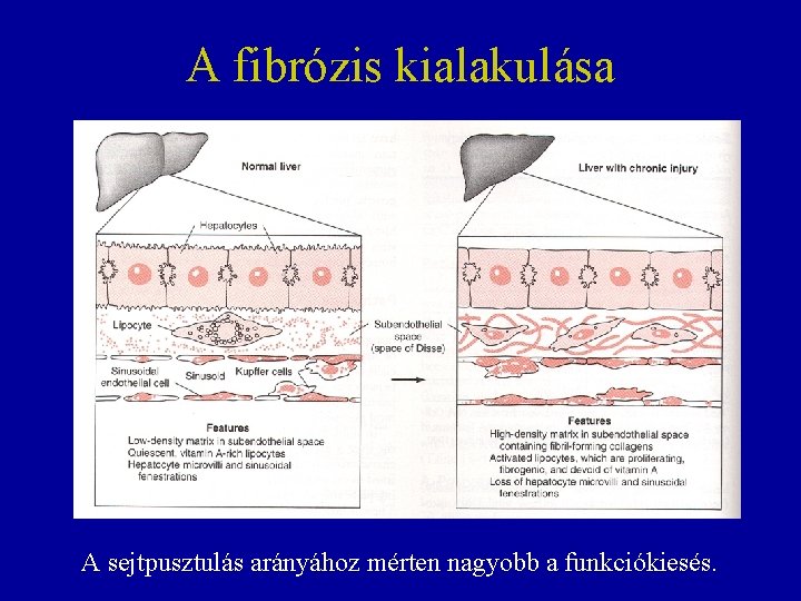 A fibrózis kialakulása A sejtpusztulás arányához mérten nagyobb a funkciókiesés. 