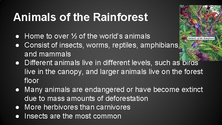 Animals of the Rainforest ● Home to over ½ of the world’s animals ●